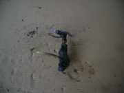 Scheibenwaschanlagenpumpe SUBARU Impreza I Station Wagon (GF) 0602101480