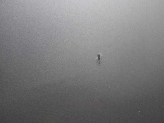 Motorhaube Land Rover Freelander 1 L314 ASR2512 Bild Motorhaube Land Rover Freelander 1 L314 ASR2512