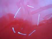 TÜR Vorn Rechts (3-Türer) Nissan Sunny N14, Y10L