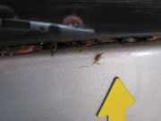 Heckklappe / Heckdeckel Fiat Punto 188