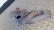 Auspuffkrümmer Opel Astra F 90467732