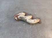 Abgaskrümmer Krümmer MERCEDES-BENZ 124 STUFENHECK W124 260 E 118 KW 1031425502