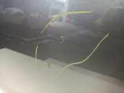 T?r Links Vorne Smart Forfour (453) Schr?gheck 5-drs 1.0 12V (M281.920) 2016-07