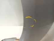 Kotflügel Links Vorne Ford Ka II Schrägheck 1.2 (169.A.4000(Euro 4; Euro 5)) 2010-02