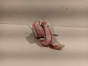 Vorhang Airbag Rechts 72129143418 BMW 5 serie (F10) Limousine 523i 24V (N53-B30A) 2010