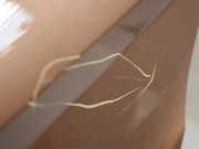 Schiebet?r links Ford B-MAX Braun 08-2014