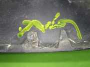 Kühlergrill VW POLO (9N_) 1.2 12V 6Q0853651