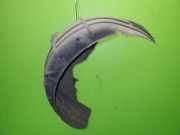 Radhausschale hinten links FORD FOCUS II Kombi (DA_) 1.8