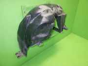 Radhausschale hinten rechts OPEL ASTRA K Sports Tourer (B16) 1.6 CDTi (35) 39114954