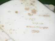 Kraftstoffpumpe FIAT STILO (192) 1.6 16V (192_XB1A) 0580313089