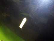 Motorhaube BMW 3 (E90) 320 i