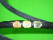 Feder vorne links VW POLO Coupe (86C, 80) 1.3 Cat