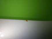 Motorhaube VW GOLF IV (1J1) 1.6