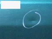 Tür vorne links FIAT BRAVA (182_) 1.6 16V (182.BB)