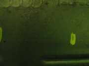 Auspuffrohr hinten links AUDI (NSU) A6 Avant (4F5, C6) 2.7 TDI 4F0253609BF