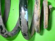 Feder hinten rechts VW POLO (6N1) 50 1.0 6N0511115C