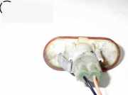 Blinkleuchte links seitlich RENAULT THALIA I (LB0/1/2_) 1.4