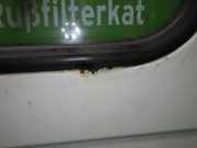 Hecktür Heckklappe rechts FIAT DUCATO Kasten (244) 2.8 JTD Power