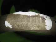 Feder hinten links OPEL INSIGNIA B Sports Tourer (Z18) 1.5 (35)