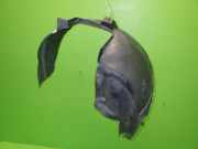 Radhausschale vorne links OPEL VECTRA C Caravan (Z02) 1.9 CDTI (F35) 13162370