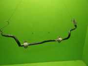 Stabilisator vorne FORD KUGA III (DFK) 2.0 EcoBlue mHEV LX615482AEA