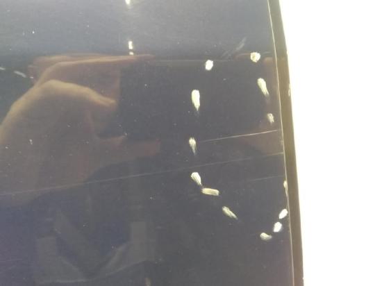 VW Touran 1T original Tür hinten rechts Indienblau LL5M Bj.2004 Bild VW Touran 1T original Tür hinten rechts Indienblau LL5M Bj.2004 