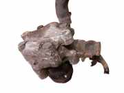 Servopumpe VW SHARAN (7M8, 7M9, 7M6) 1.9 TDI 4MOTION 85 KW 7M3145157