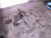 Verteilergetriebe Mercedes-benz R 320 CDI 4Matic 7G-TRONIC