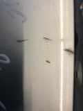 Heckklappe mit Fensterausschnitt FORD Fiesta V (JH, JD) FORD