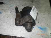 Anlasser FIAT Panda (141) 63221890