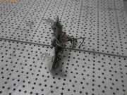 Lampenträger Heckleuchte TRABANT P 601