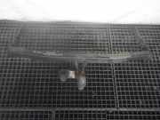 Anhängerkupplung SKODA Octavia I Kombi (1U)