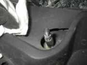 Wischergestänge vorne SEAT Leon (5F) 5F1955119