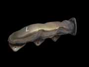 Audi A4 8K B8 07-11 TDI 3,0 140KW CGKA Abgaskrümmer Krümmer Auspuffkrümmer Original