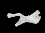 Renault Megane IV 4 16-21 dCi 1,5 85KW Waschwasserbehälter Wasserbehälter Wischwasserbehälter