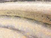 Mazda 6 GH 08-12 1x Felge Stahlfelge 5X114.3 7X16Zoll ET13