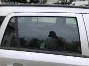 Opel Astra H Caravan Türscheibe hinten rechts Kombi Fondtür Scheibe
