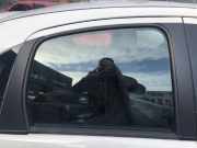 Citroen C3 Typ F Türscheibe hinten rechts Fondtür Seitenscheibe Scheibe Color
