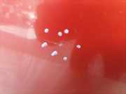 Ford Mondeo MK3 Turnier BJ06 Tür hinten links Tango Kombi