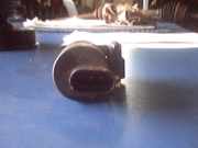 Scheibenwaschpumpe Renault Laguna B56, K56 7700821782