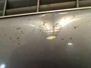 Motorhaube Opel Vectra C GTS Schrägheck 5-drs 2.2 DTI 16V (Y22DTR) 2003-01