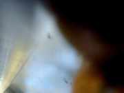 Fensterheber Elektr. Rechts 400853F Opel Tigra Twin Top Cabrio 1.4 16V (Z14XEP(Euro 4)) 2005-06