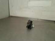 Paniklichtschalter Mitsubishi Lancer Sportback (CX) Schr?gheck 1.6 MIVEC 16V (4A92) 2010-11