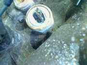 Getriebe Manuell Toyota Corolla (E12) Schrägheck 1.6 16V VVT-i (3ZZFE) 2006-04