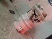 Kraftstoffpumpe 0973200990304 Peugeot 206+ (2L/M) Schrägheck 1.4 XS (TU3AE5(KFT)) 2011-05