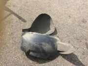 Innenkotflügel vorne rechts VW TOURAN (1T1, 1T2) 1.9 TDI 1T0805974E