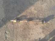 Antriebswelle rechts vorne Hyundai Getz (TB) 495001C210