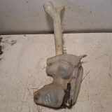 Fensterwaschtank CITROËN XSARA PICASSO (N68) 2.0 HDi 351380006
