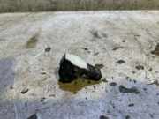 Parktronic VOLVO XC40 (536) 2.0 T4 32271117