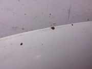 Motorhaube Opel Movano Kasten (X70)